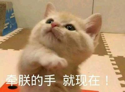 猫咪表情包带字图片大全 猫咪表