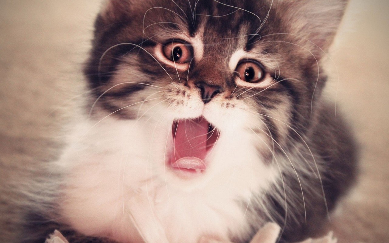 萌猫萌狗壁纸