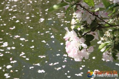 感叹花开花落的唯美句子