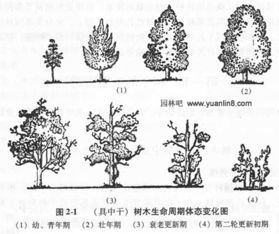园林树木生长发育规律