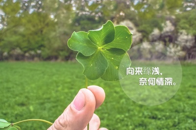 四叶草的图片带字图片