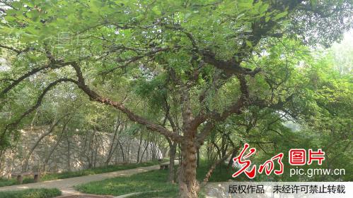 槐树叶长什么样图片