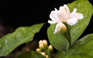 茉莉花的优美句子（有关茉莉花的优美句子）