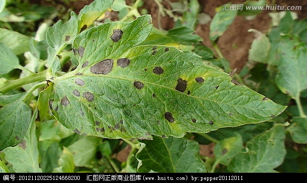用什么药,谢谢—— 番茄病害有早晚疫病,炭疽病,叶霉病,灰霉病,疮痂病