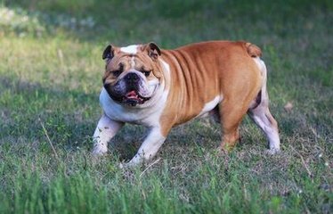 纯种大鼻筋小方体英国斗牛犬双血统大头幼犬 品质保障