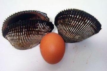 赤贝 学名魁蚶 白蚬子 :学名方形马珂蛤